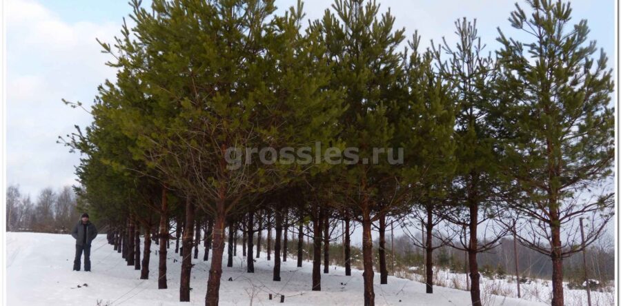 Зимняя посадка крупных хвойных деревьев